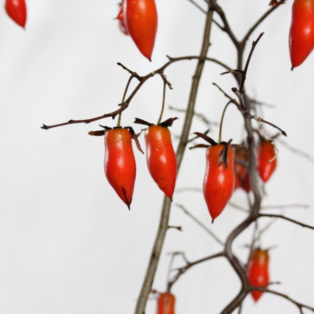 送料無料】 ローヤ柿（老爺柿）夢の雫 盆栽 希少！ 【現品】