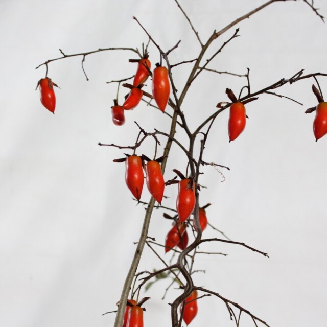 送料無料】 ローヤ柿（老爺柿）夢の雫 盆栽 希少！ 【現品】