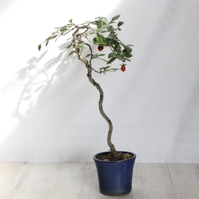 ローヤ柿（老爺柿）