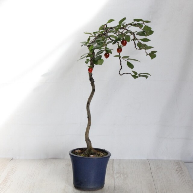 ローヤ柿（老爺柿）