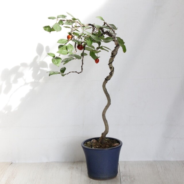 ローヤ柿（老爺柿） 送料無料】 ローヤ柿（老爺柿）緋玉 盆栽 希少！ 【現品】