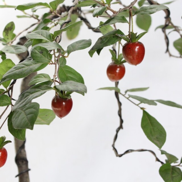 ローヤ柿（老爺柿）