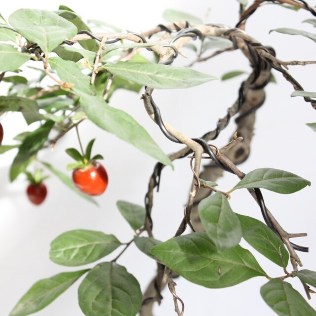 ローヤ柿（老爺柿）