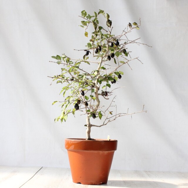 盆栽　ローヤ柿/黒松。。。 盆栽 ローヤ柿/黒松。。。 送料無料】 ローヤ柿（老爺柿）黒鳳