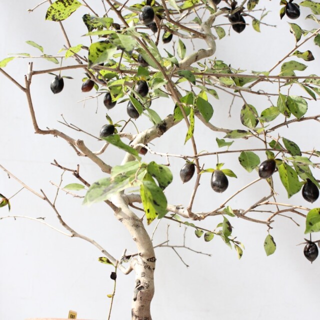 送料無料】 ローヤ柿（老爺柿）黒鳳 盆栽 希少！ 【現品】