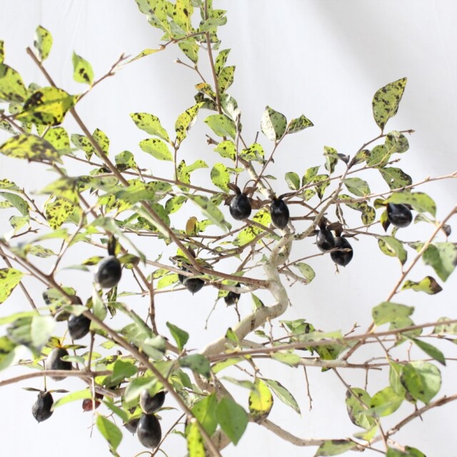 送料無料】 ローヤ柿（老爺柿）黒鳳 盆栽 希少！ 【現品】