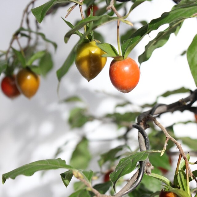 ローヤ柿（老爺柿）瓜雅二世