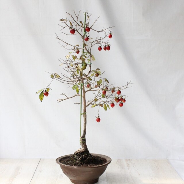 送料無料】 ローヤ柿（老爺柿）天王 盆栽 希少！ 【現品】