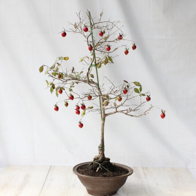 送料無料】 ローヤ柿（老爺柿）天王 盆栽 希少！ 【現品】