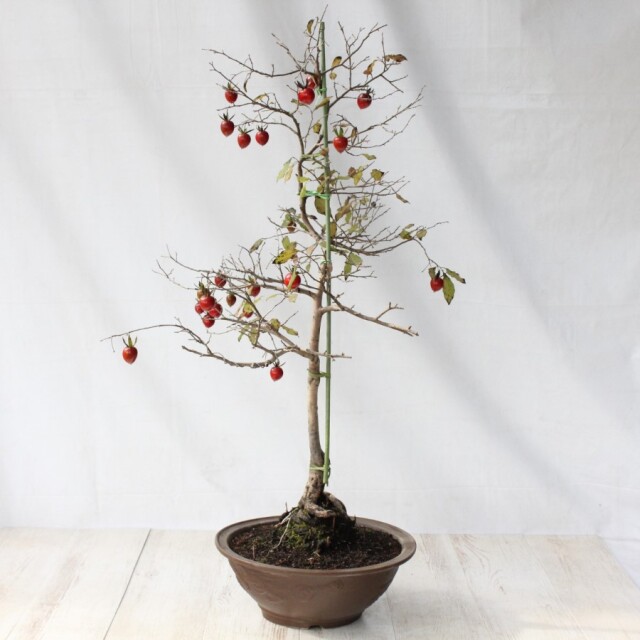 送料無料】 ローヤ柿（老爺柿）天王 盆栽 希少！ 【現品】