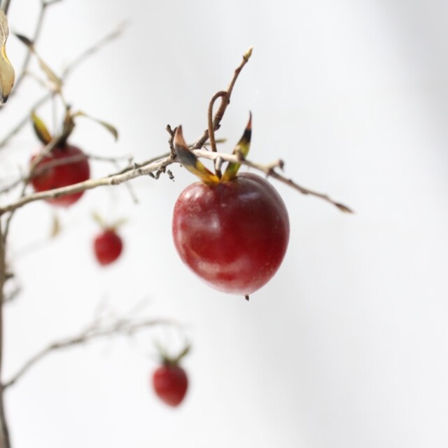 送料無料】 ローヤ柿（老爺柿）天王 盆栽 希少！ 【現品】