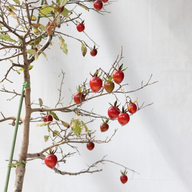 送料無料】 ローヤ柿（老爺柿）天王 盆栽 希少！ 【現品】