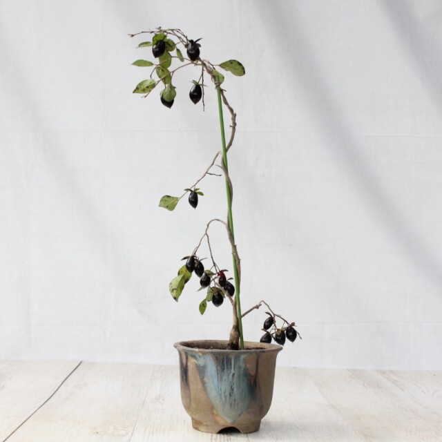 盆栽　ローヤ柿/黒松。。。 盆栽 柿 老爺柿 ローヤ柿 室内 初心者 おしゃれ観葉 シンボル