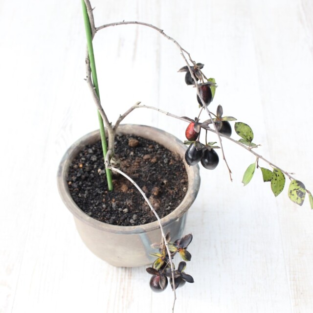 送料無料】 ローヤ柿（老爺柿）黒瓢箪 盆栽 希少！ 【現品】