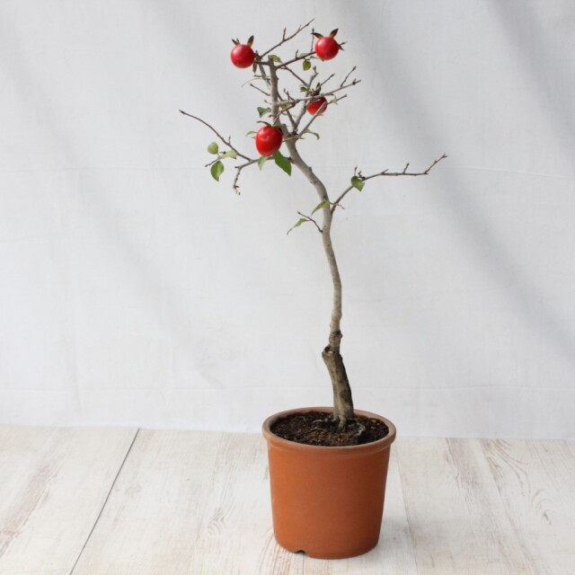 送料無料】 ローヤ柿（老爺柿）世界一 盆栽 希少！ 【現品】