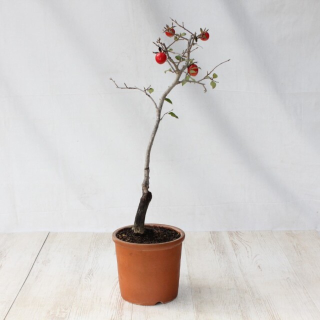 送料無料】 ローヤ柿（老爺柿）世界一 盆栽 希少！ 【現品】