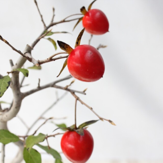 送料無料】 ローヤ柿（老爺柿）世界一 盆栽 希少！ 【現品】