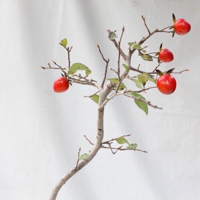 送料無料】 ローヤ柿（老爺柿）世界一 盆栽 希少！ 【現品】