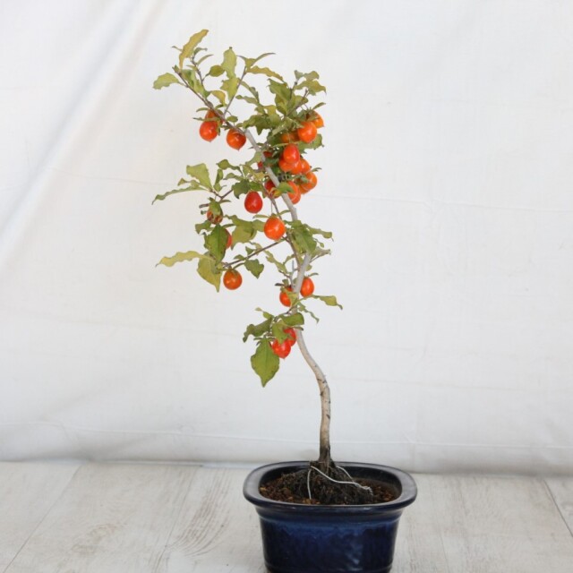 フォロワー様110人記念値下げ❗️老爺柿盆栽 激値下げ！トキワ柿