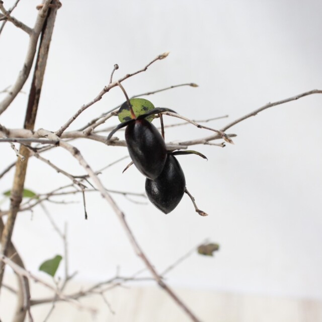 送料無料】 ローヤ柿（老爺柿）黒鳳 盆栽 希少！ 【現品】