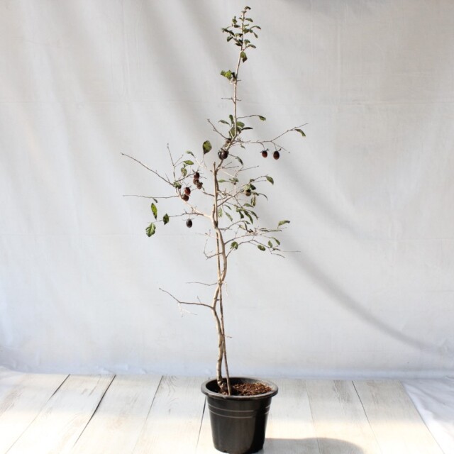 送料無料】 ローヤ柿（老爺柿）瞳 盆栽 希少！ 【現品】