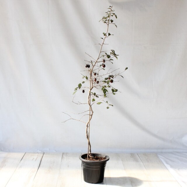 送料無料】 ローヤ柿（老爺柿）瞳 盆栽 希少！ 【現品】