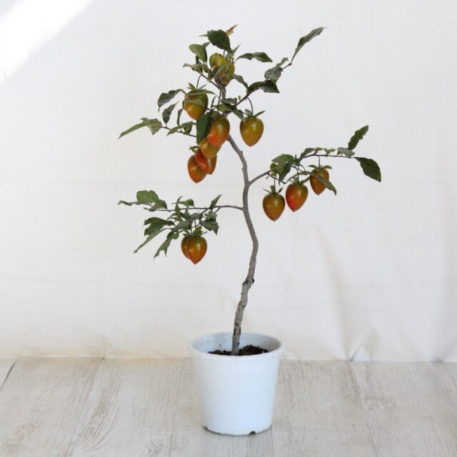 老爺柿　常盤柿 常盤柿』の盆栽を作りたい！｜そだレポ（栽培レポート）bymeika