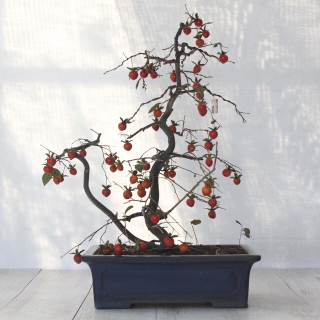 送料無料】 ローヤ柿（老爺柿）緋玉 盆栽 希少！ 【現品】