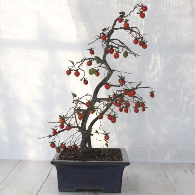 送料無料】 ローヤ柿（老爺柿）緋玉 盆栽 希少！ 【現品】