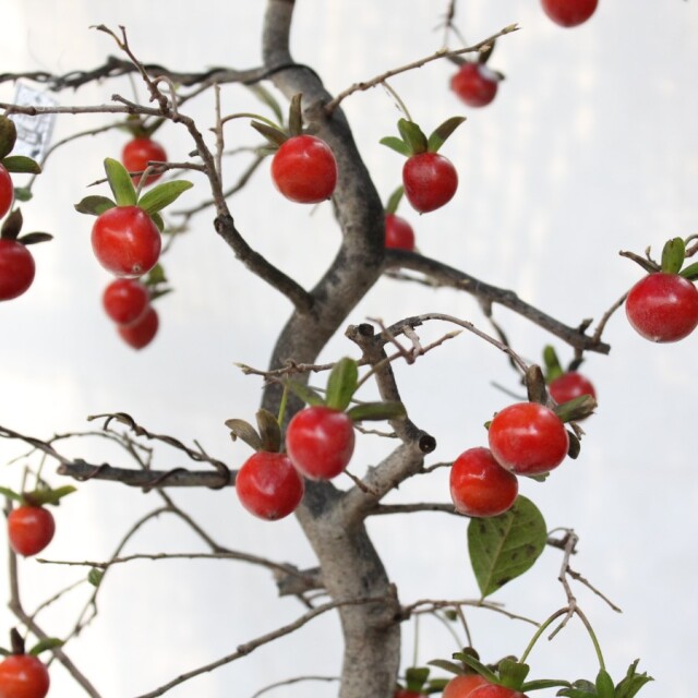 送料無料】 ローヤ柿（老爺柿）緋玉 盆栽 希少！ 【現品】