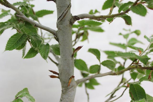 ブナ,苔,苔玉,ミニ盆栽,盆栽通販,