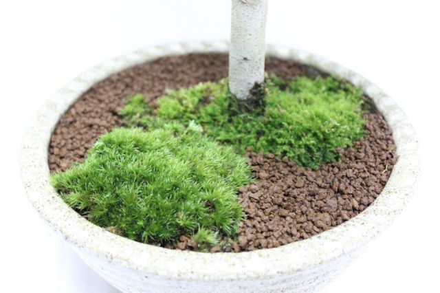 ブナ,苔,苔玉,ミニ盆栽,盆栽通販,