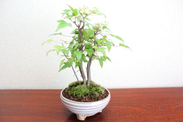 カエデ,苔,苔玉,ミニ盆栽,盆栽通販,
