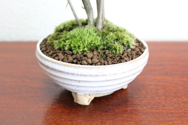 カエデ,苔,苔玉,ミニ盆栽,盆栽通販,
