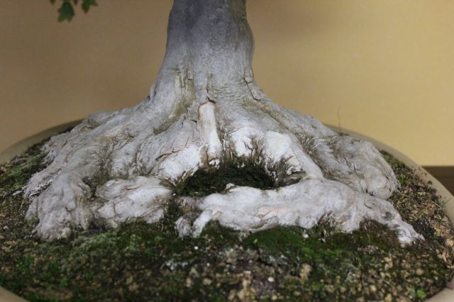 カエデ,苔,苔玉,ミニ盆栽,盆栽通販,