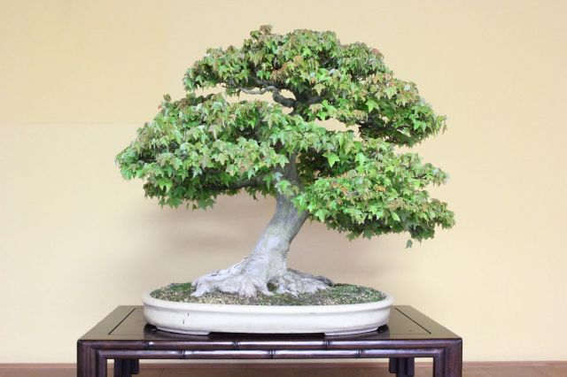 カエデ,苔,苔玉,ミニ盆栽,盆栽通販,