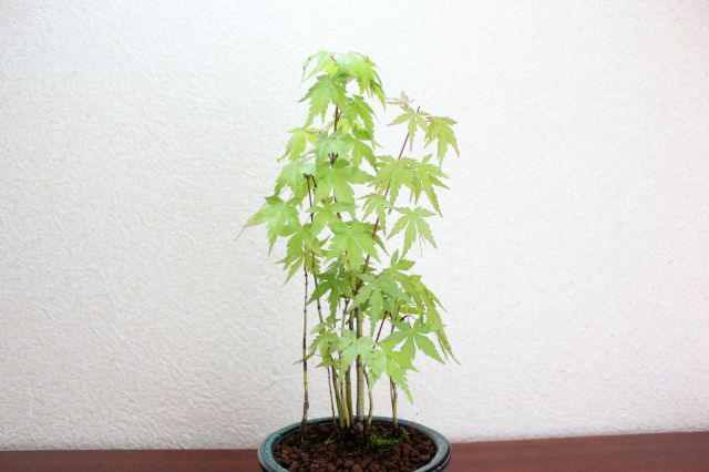 山モミジ,苔,苔玉,ミニ盆栽,盆栽通販,