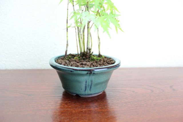 山モミジ,苔,苔玉,ミニ盆栽,盆栽通販,