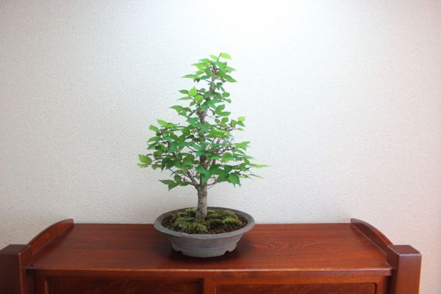 ケヤキ,苔,苔玉,ミニ盆栽,盆栽通販,