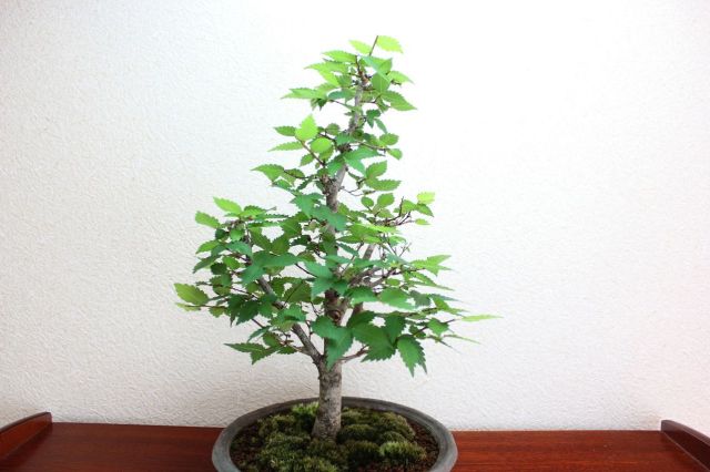 ケヤキ,苔,苔玉,ミニ盆栽,盆栽通販,