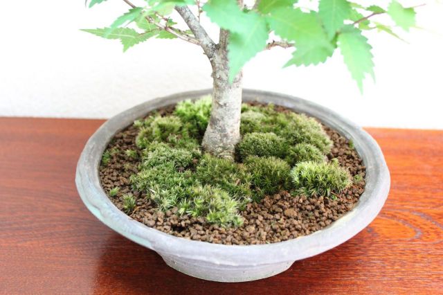 ケヤキ,苔,苔玉,ミニ盆栽,盆栽通販,
