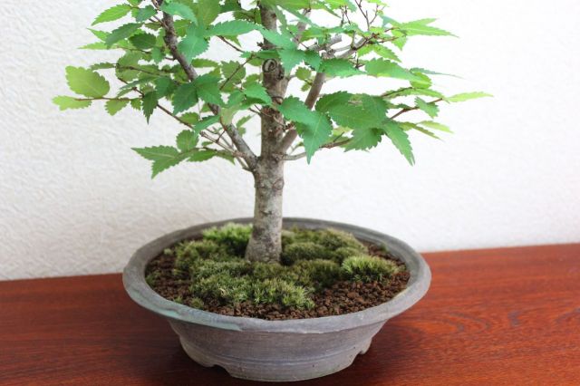 ケヤキ,苔,苔玉,ミニ盆栽,盆栽通販,