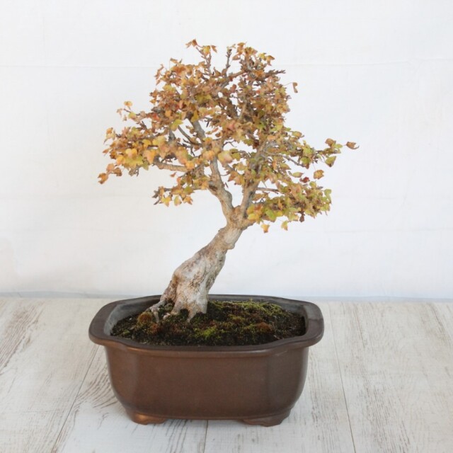 カエデ 小品盆栽