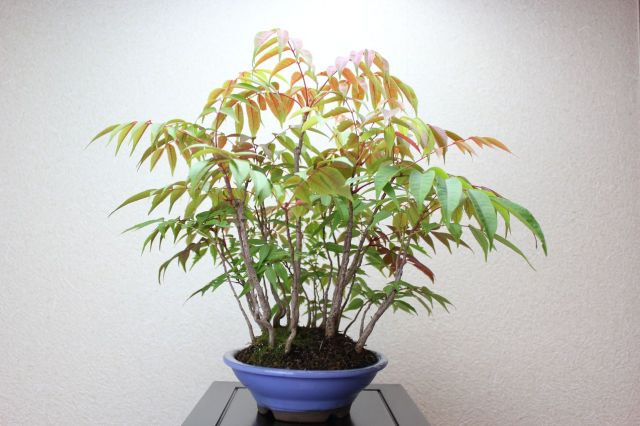 三河盆栽　ハゼ　盆栽 三河松 鉢色：白 【盆栽 4号／1個売り】｜ 【植物のITANSE