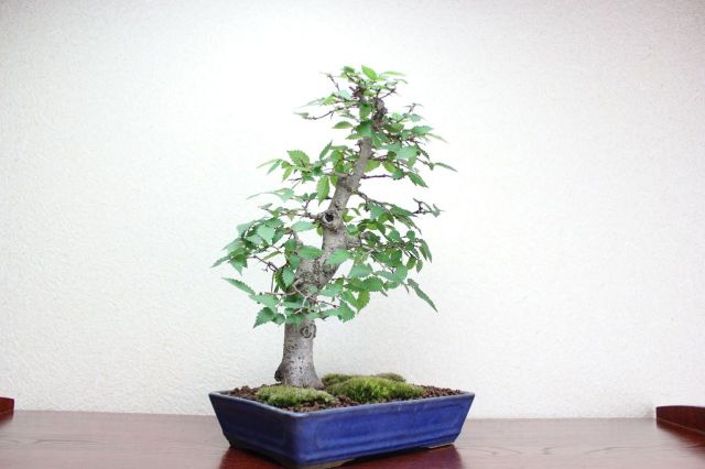 ケヤキ,苔,苔玉,ミニ盆栽,盆栽通販,