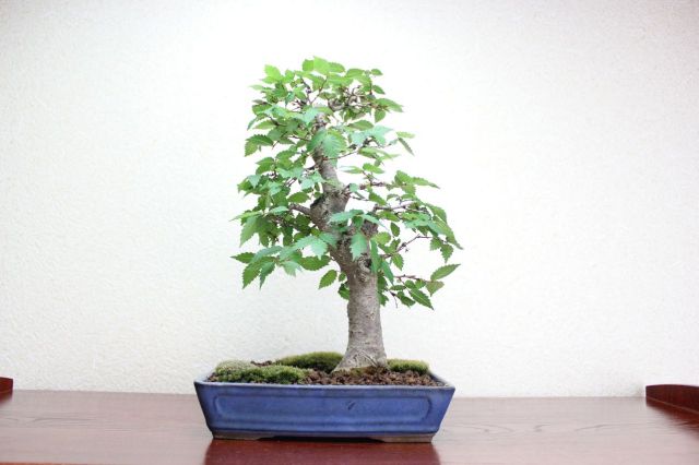 ケヤキ,苔,苔玉,ミニ盆栽,盆栽通販,