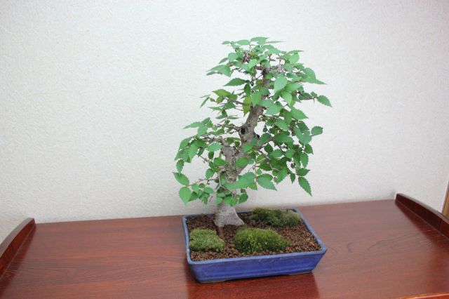 ケヤキ,苔,苔玉,ミニ盆栽,盆栽通販,