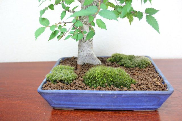 ケヤキ,苔,苔玉,ミニ盆栽,盆栽通販,