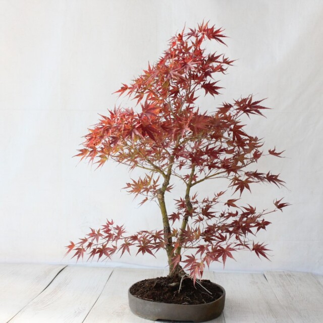 荒皮性もみじ盆栽です。早い物勝ち。
