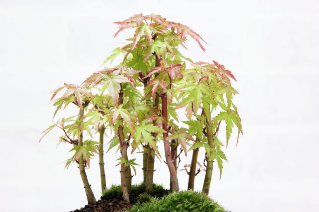 山もみじ　[寄せ植え]　中品盆栽 山もみじ [寄せ植え] 中品盆栽 山もみじの寄せ植え 太幹 モダンの